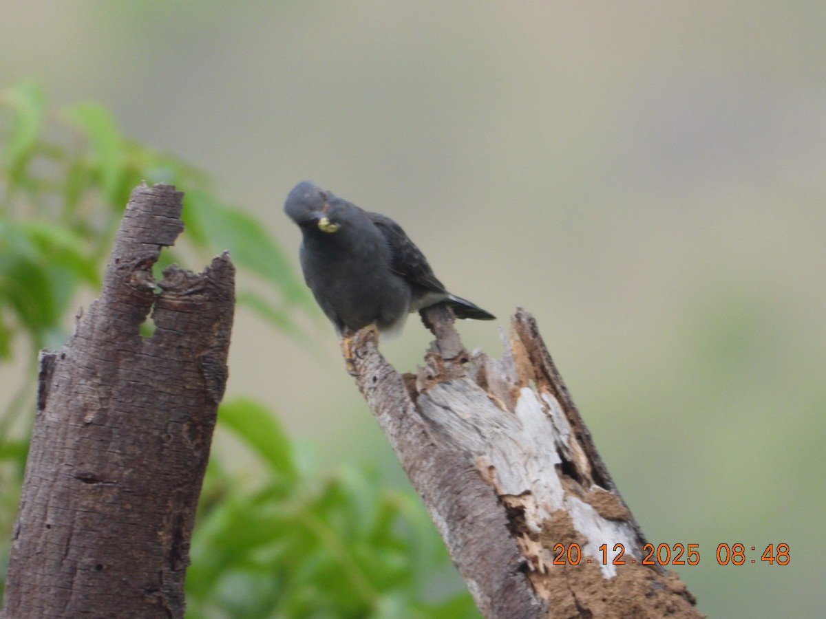 kukačka šedobřichá - ML647224794