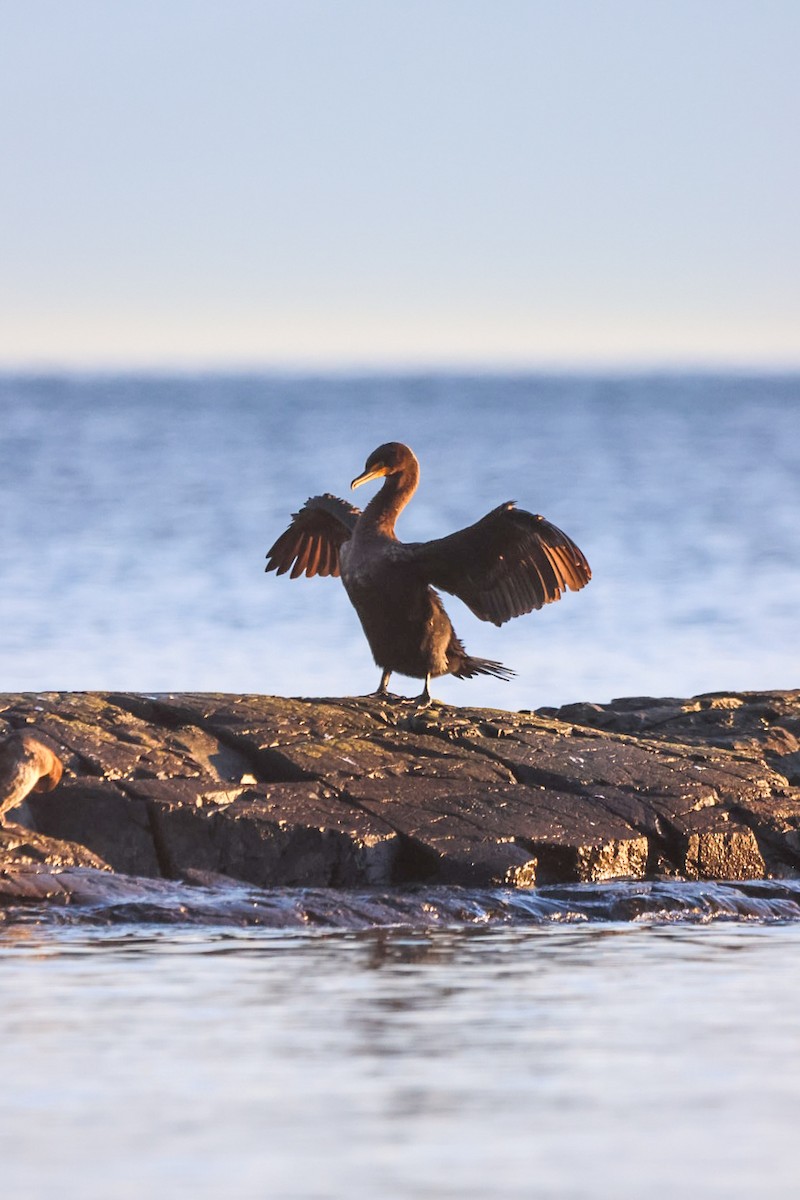 Double-crested Cormorant - ML647224806