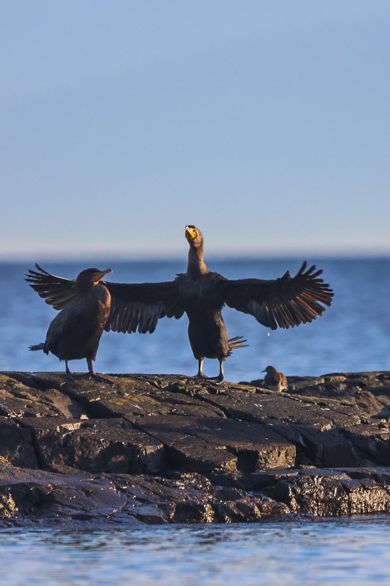 Double-crested Cormorant - ML647224807