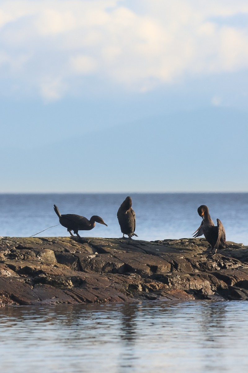Double-crested Cormorant - ML647224808
