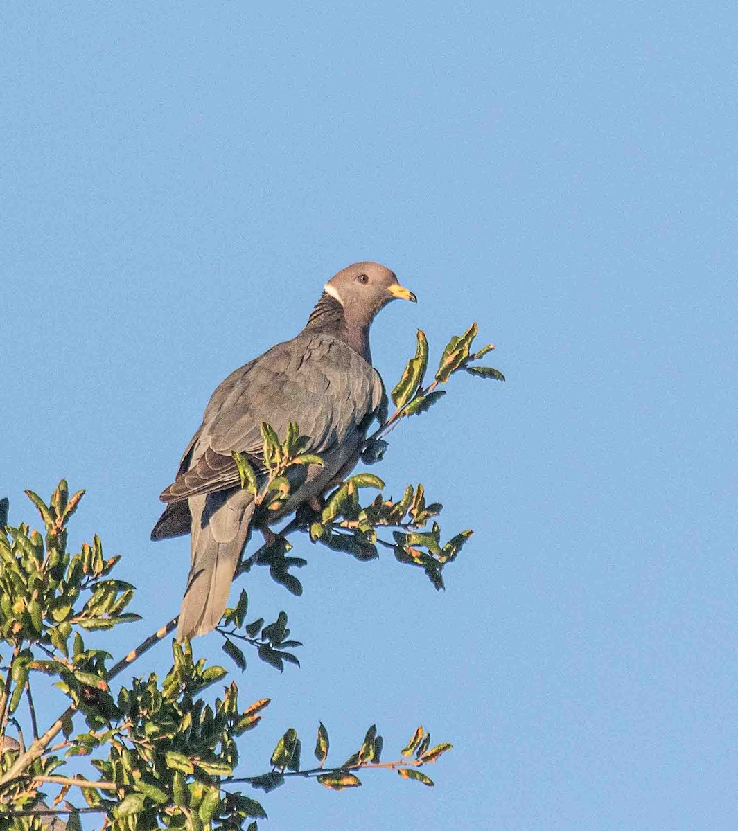 Bandtaube - ML647224816