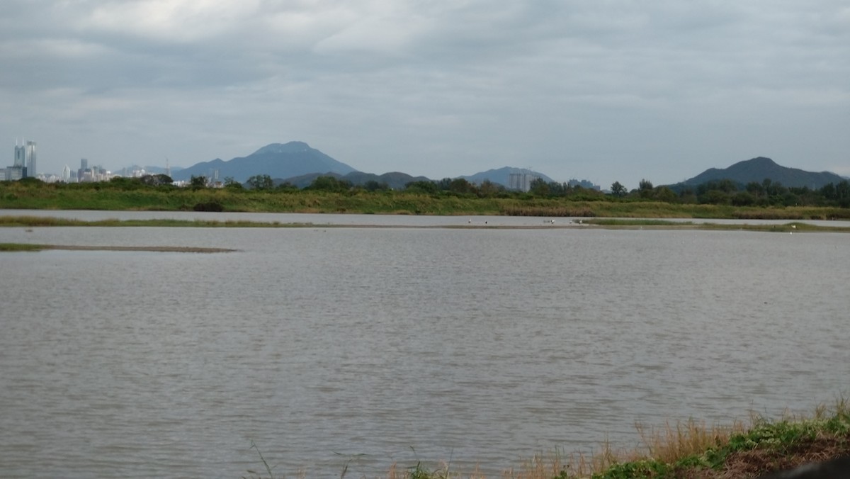 svartnebbstork - ML647224817