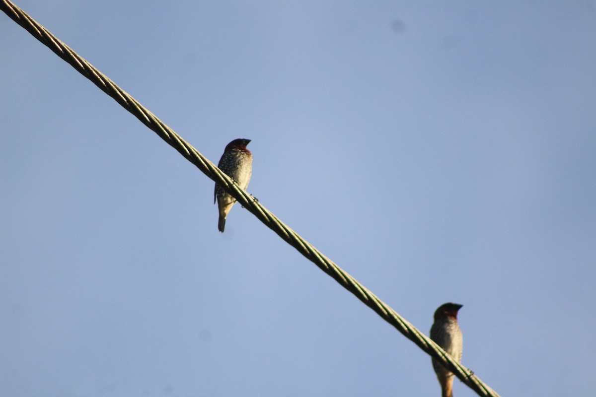 Scaly-breasted Munia - ML647224821