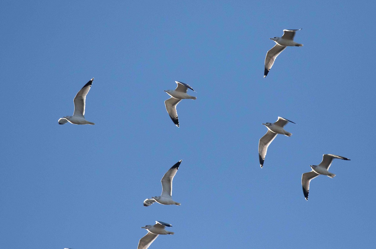 Kalifornienmöwe - ML647224827