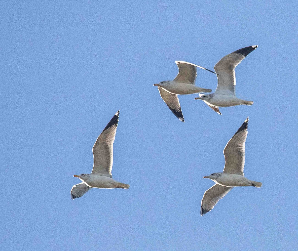 Kalifornienmöwe - ML647224828