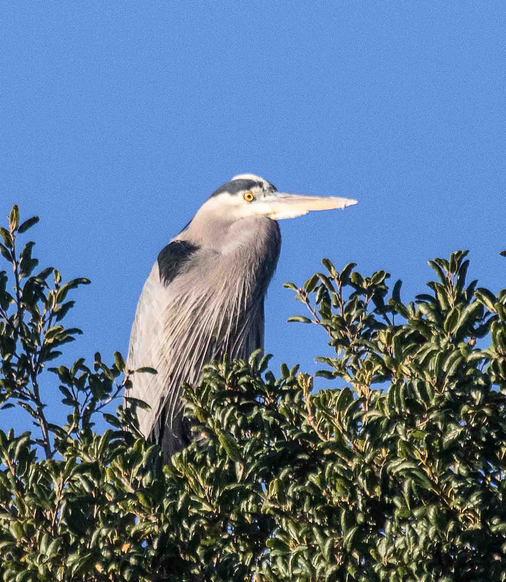 Kanadareiher - ML647224836