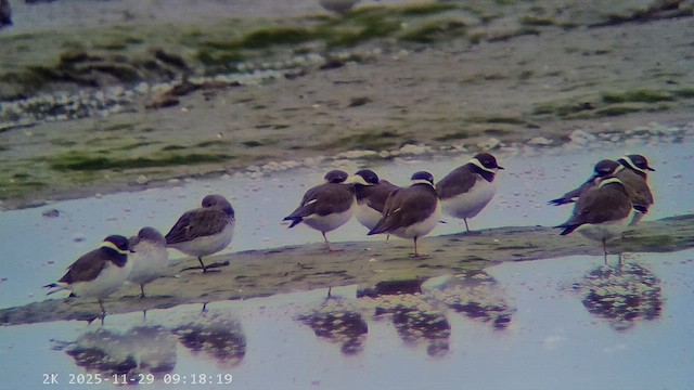Common Ringed Plover - ML647224850