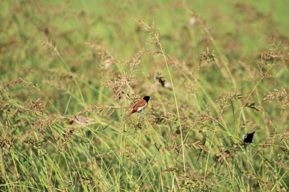 Tricolored Munia - ML647224852