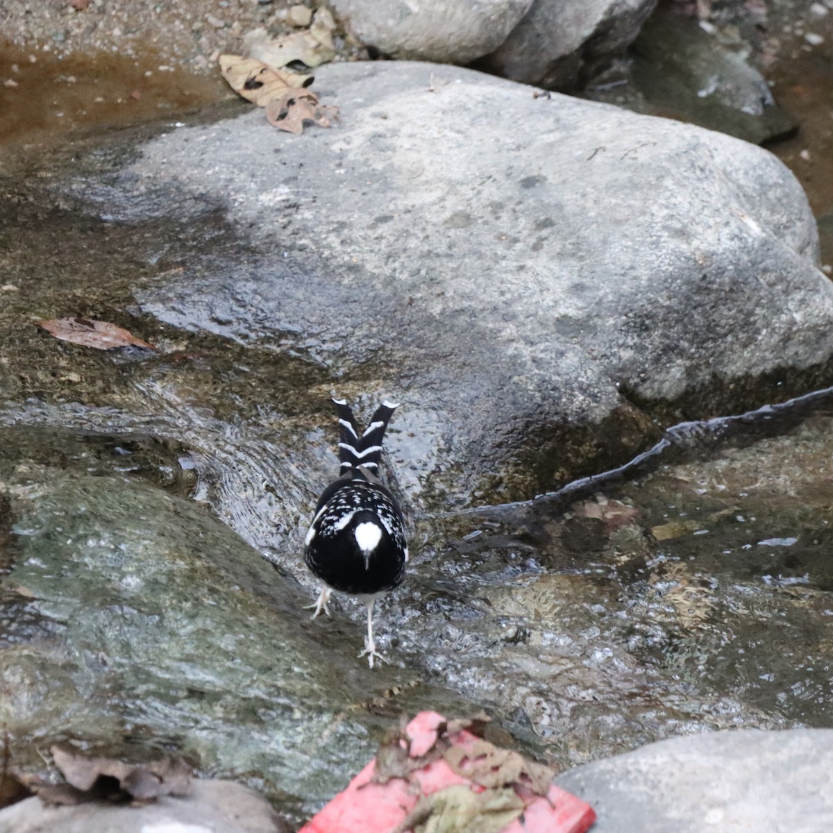 Spotted Forktail - ML647224860