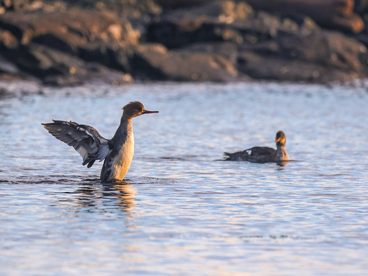 Red-breasted Merganser - ML647224863