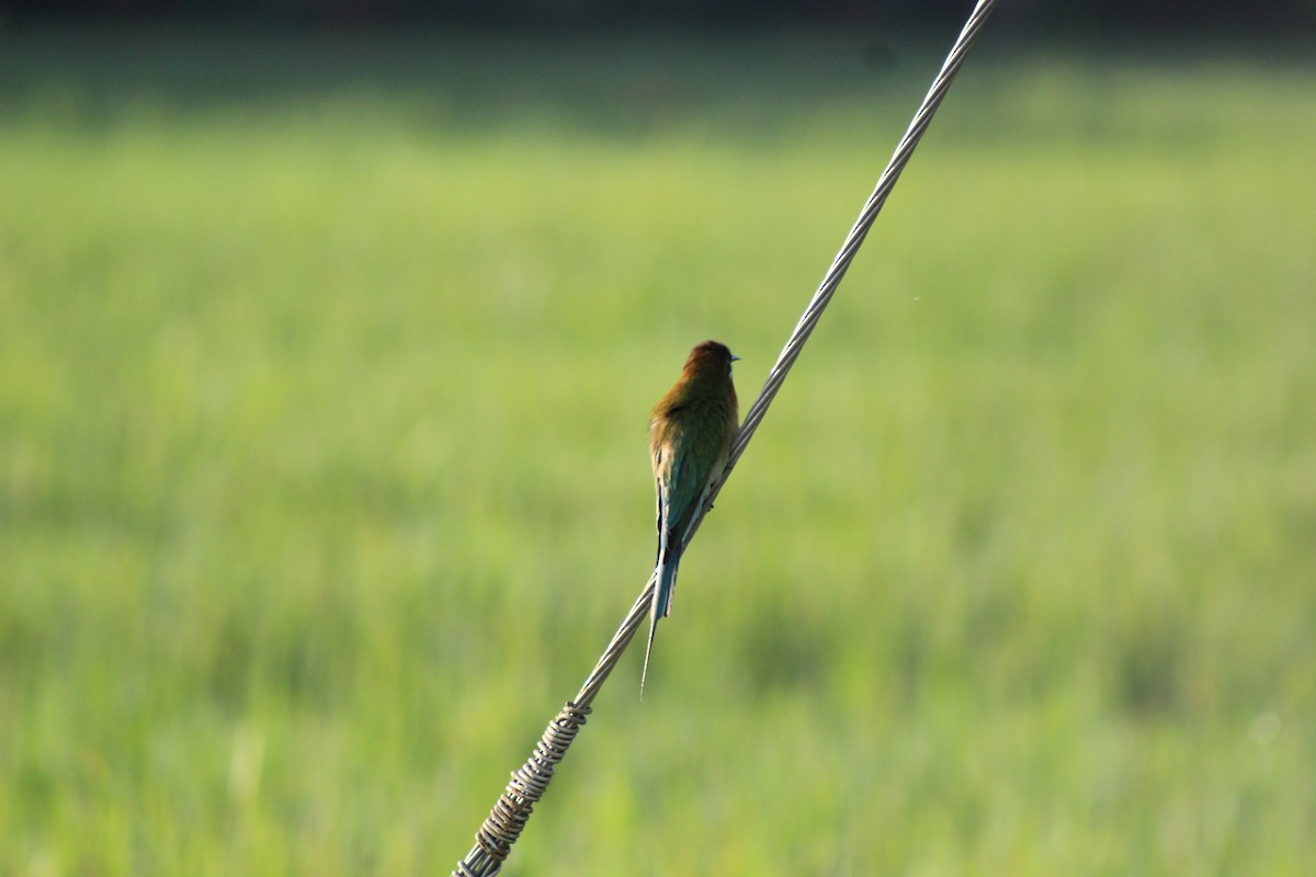 Blue-tailed Bee-eater - ML647224867