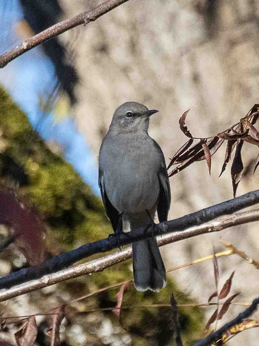 Gartenspottdrossel - ML647224870