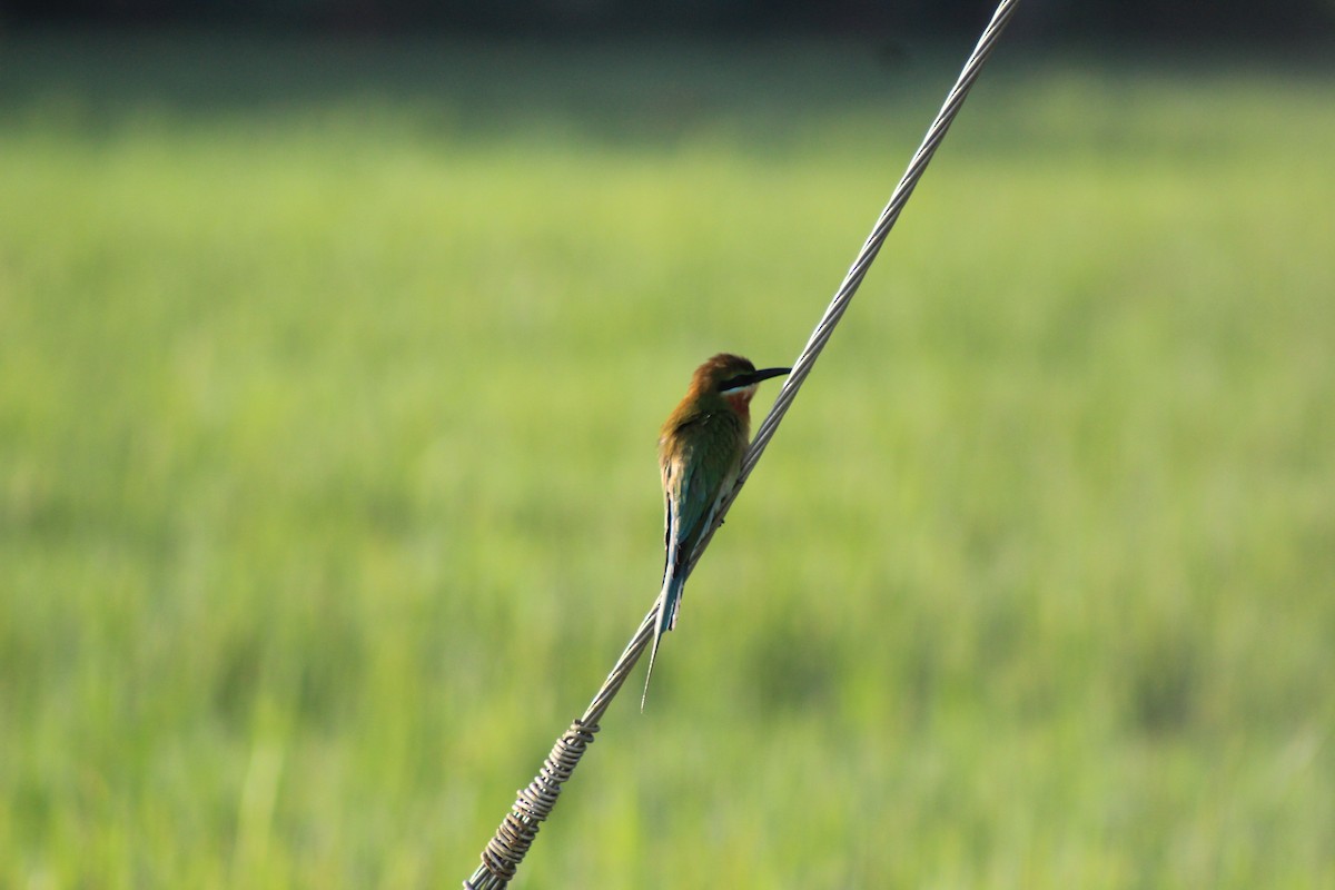 Blue-tailed Bee-eater - ML647224871
