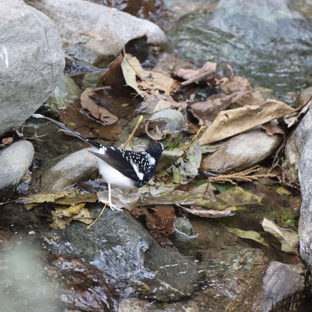Spotted Forktail - ML647224880