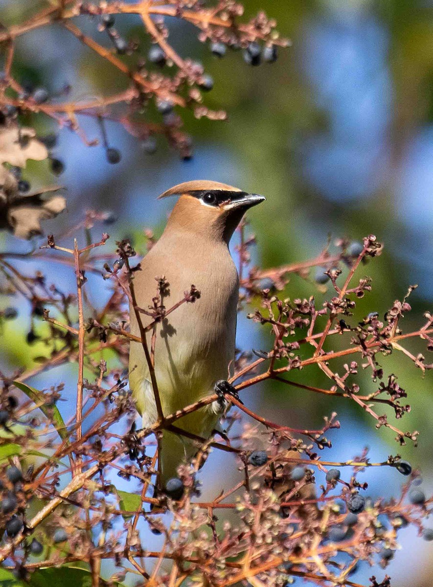 Zedernseidenschwanz - ML647224886