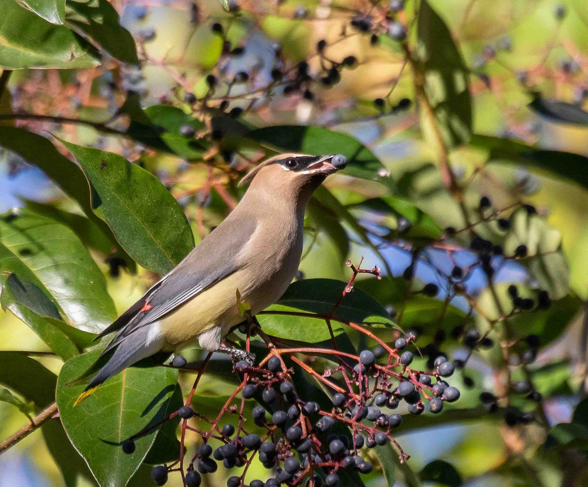Zedernseidenschwanz - ML647224887