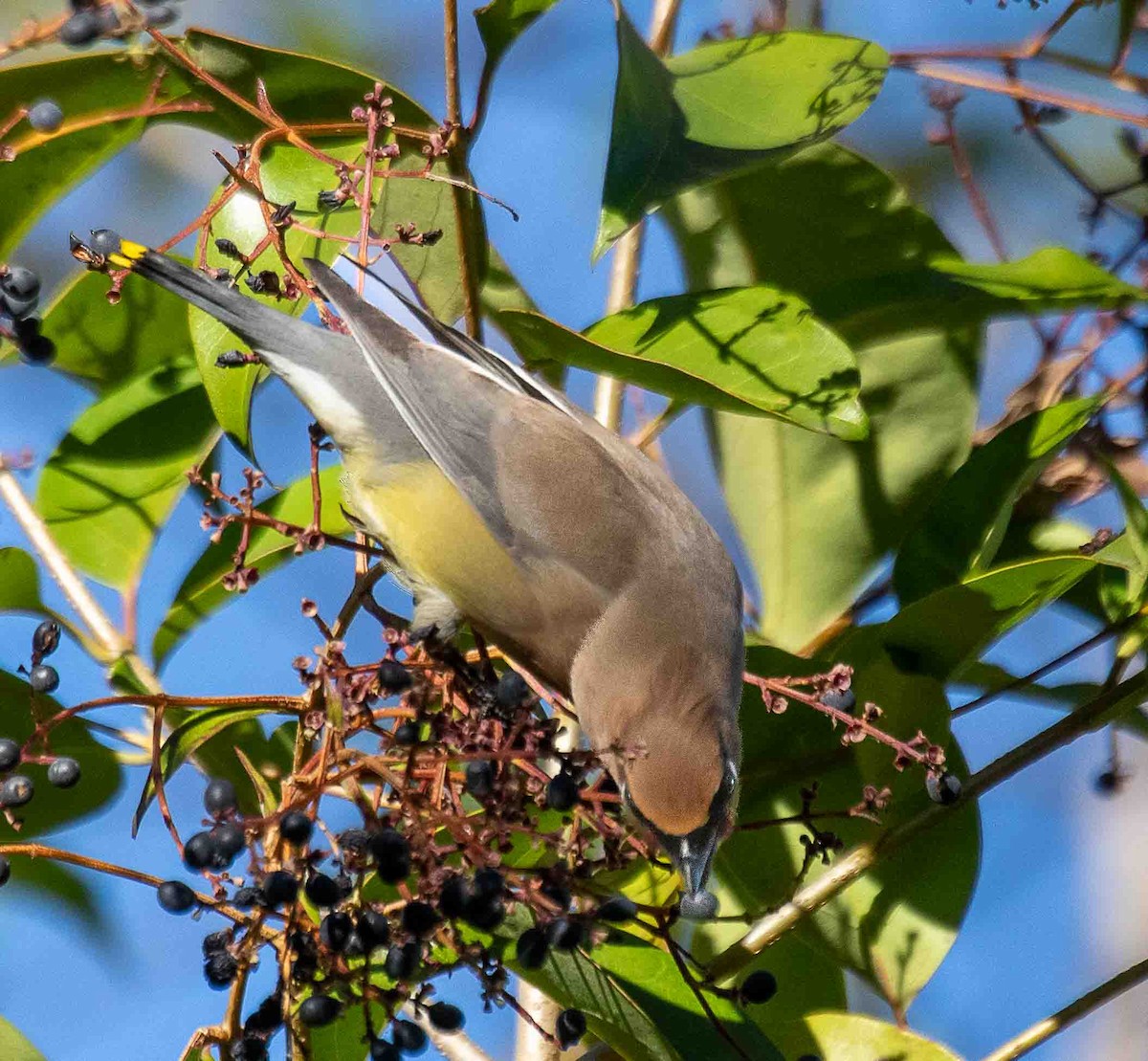 Zedernseidenschwanz - ML647224888