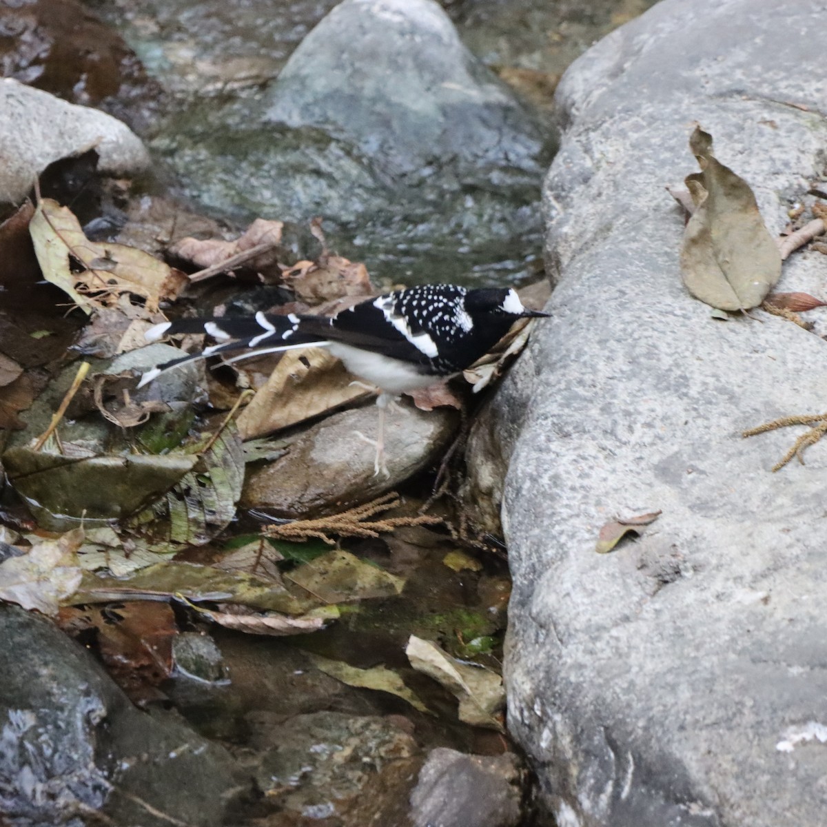 Spotted Forktail - ML647224891