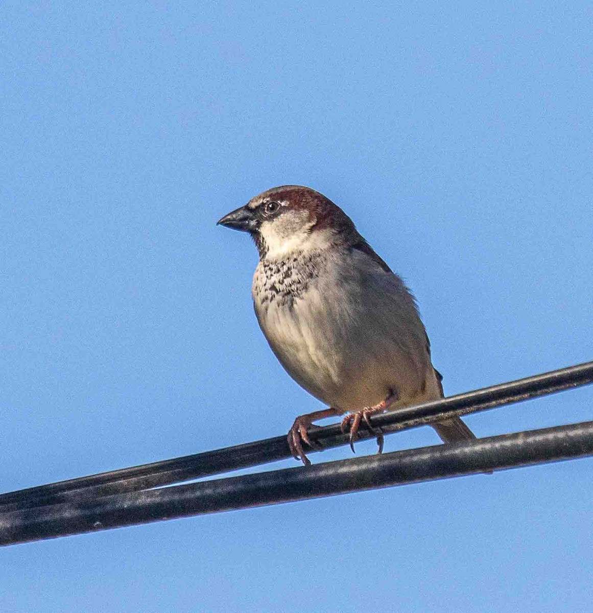 House Sparrow - ML647224895