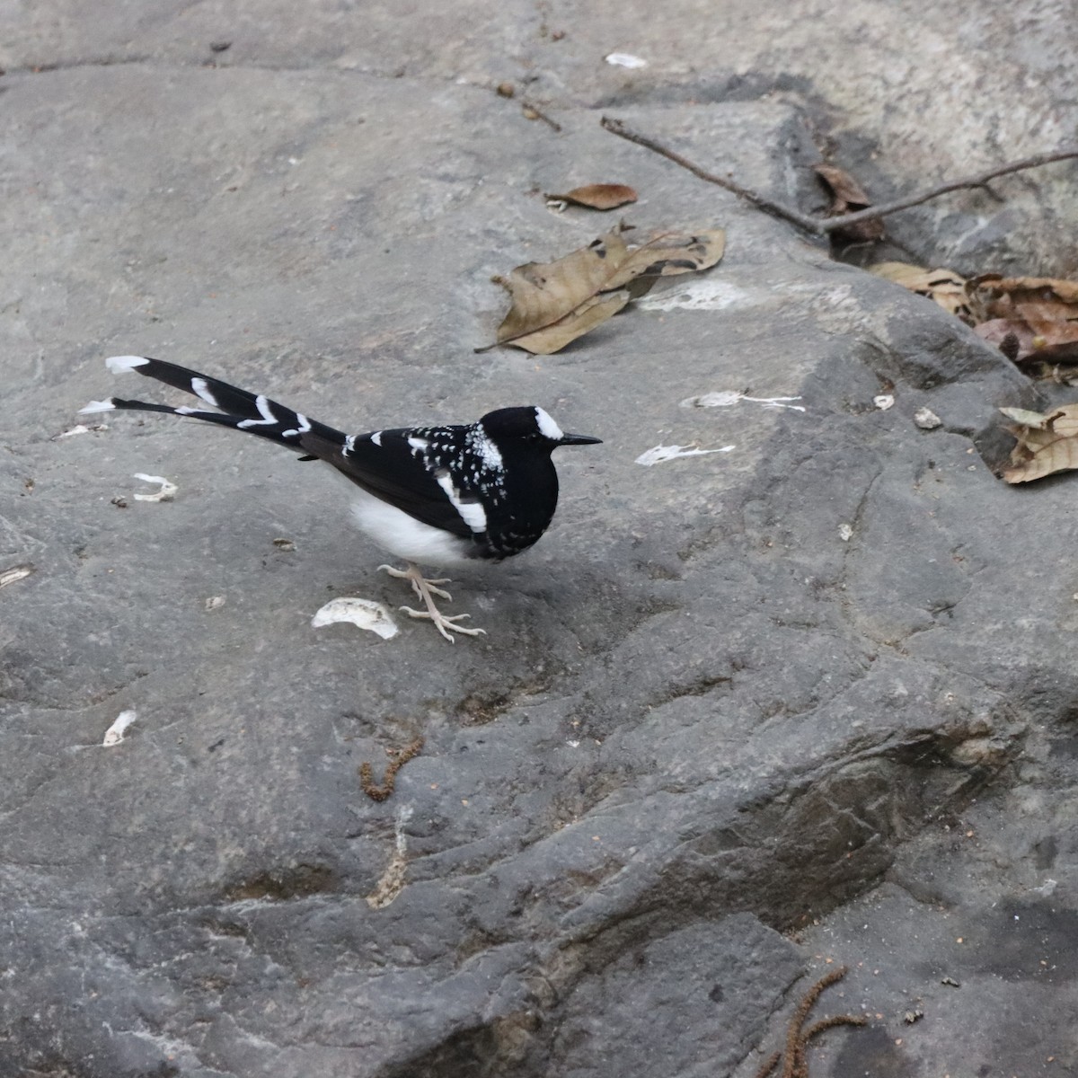 Spotted Forktail - ML647224897