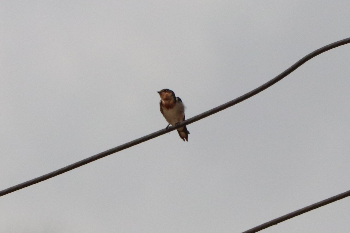 Red-chested Swallow - ML647224901