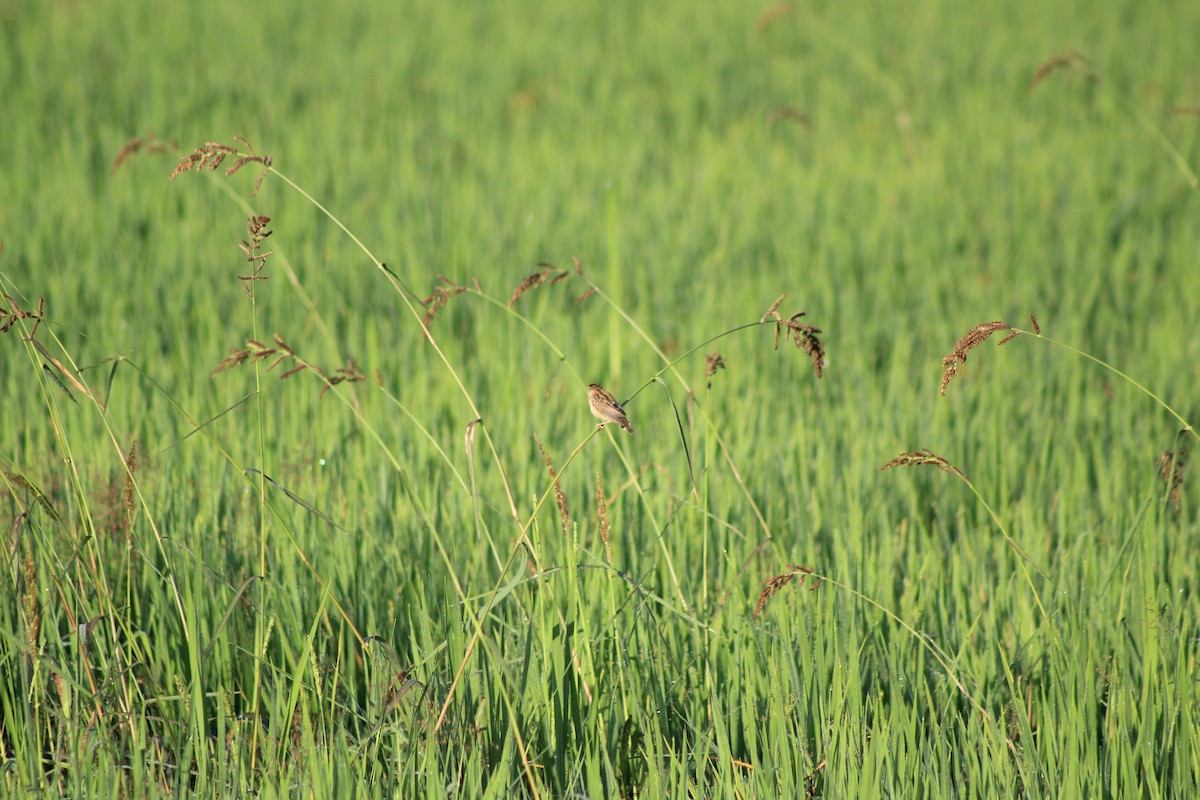 Zitting Cisticola - ML647224902