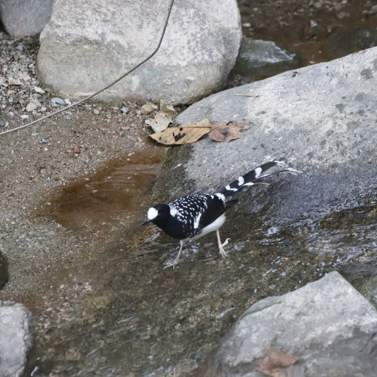 Spotted Forktail - ML647224903