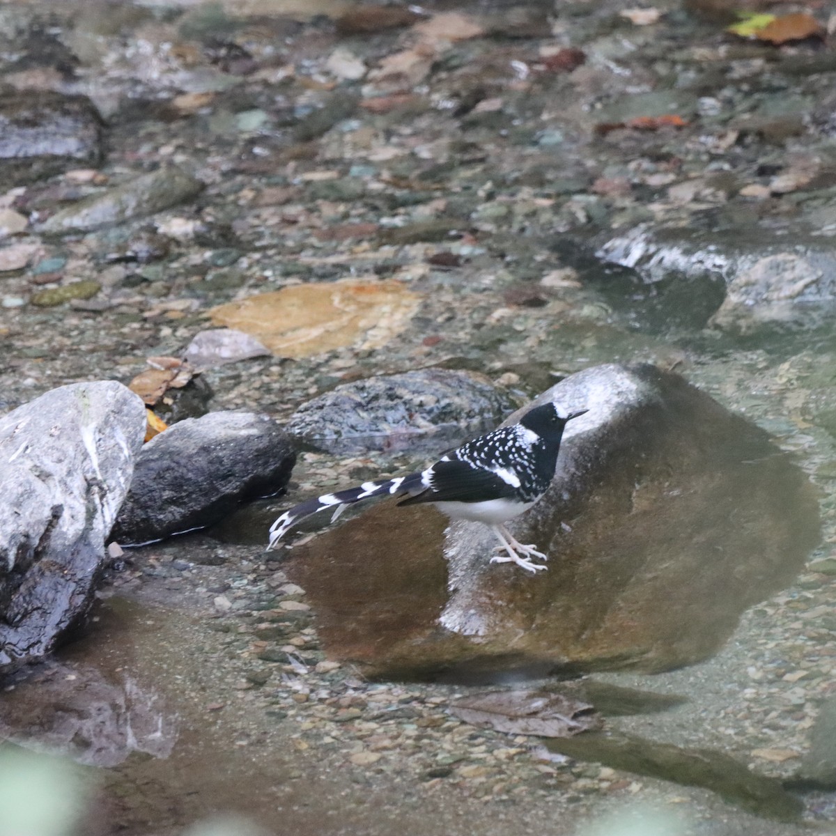 Spotted Forktail - ML647224909