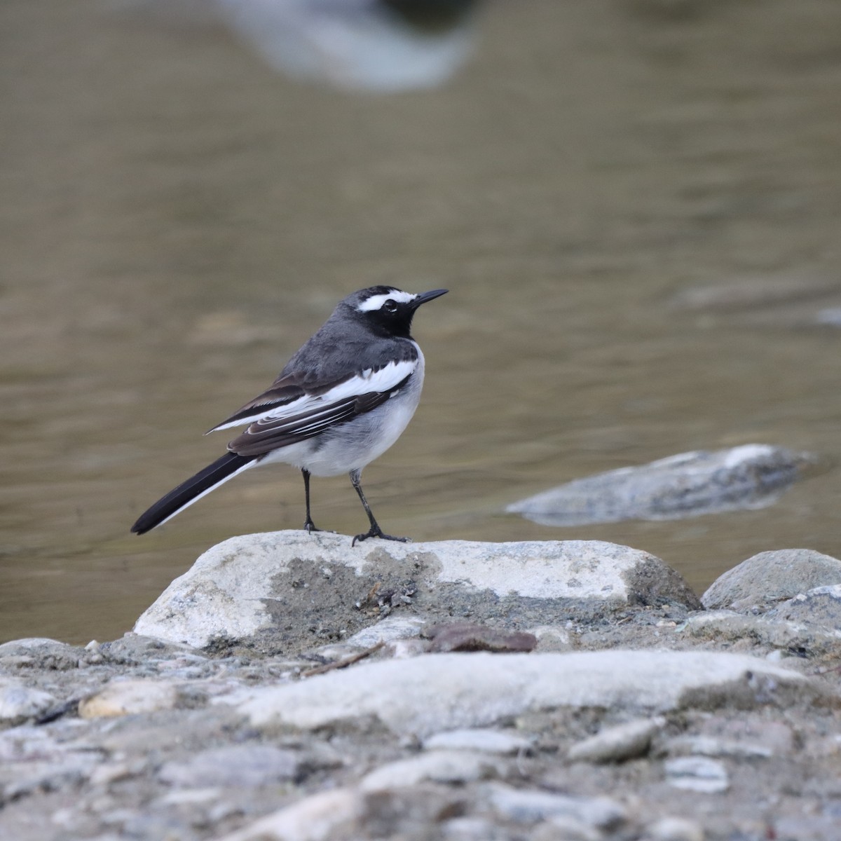 konipas indický - ML647224916