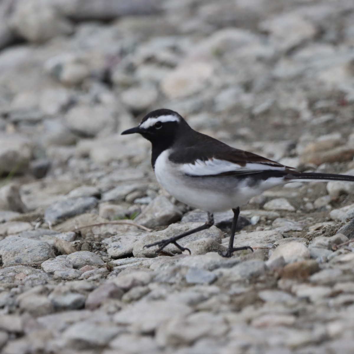 konipas indický - ML647224921