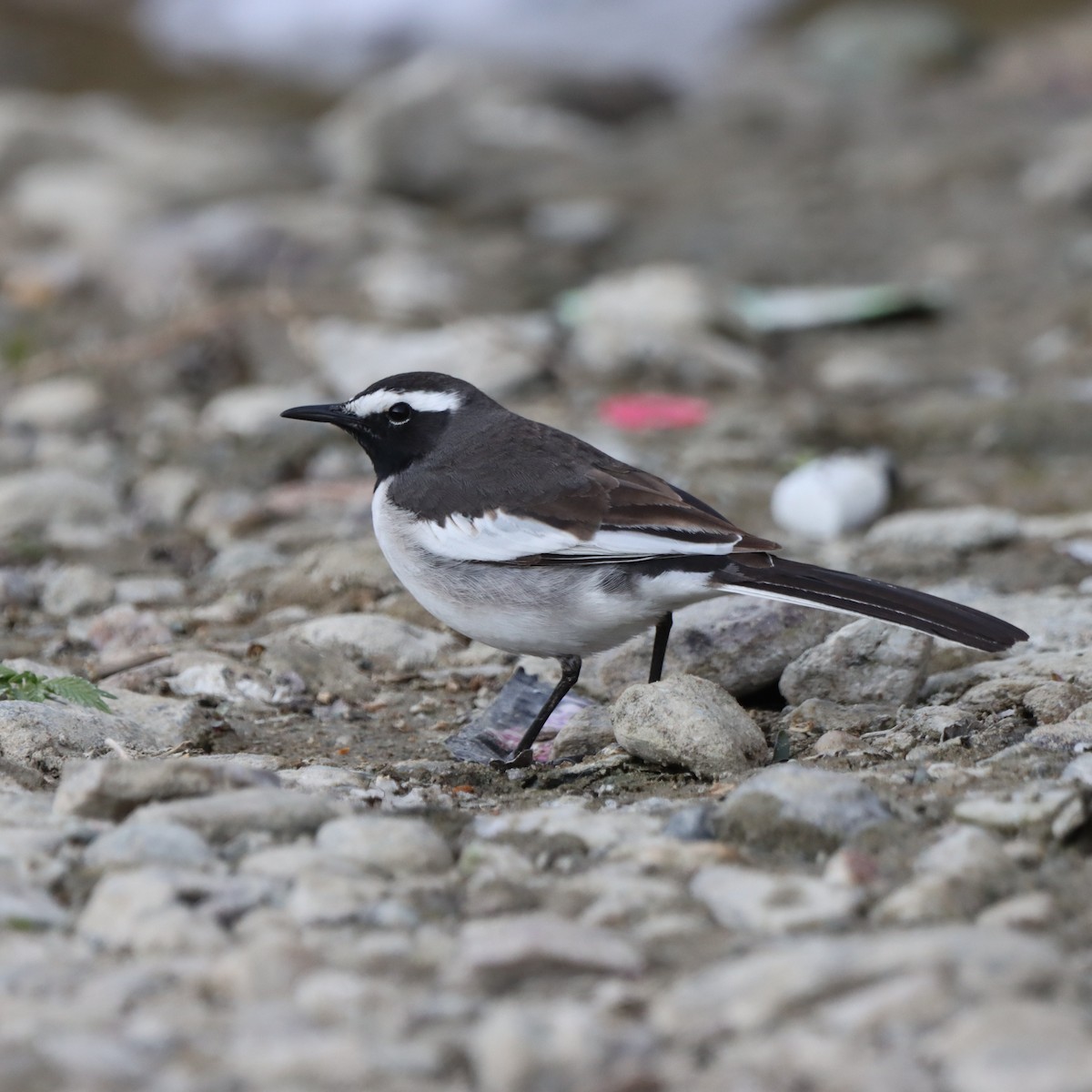 konipas indický - ML647224927