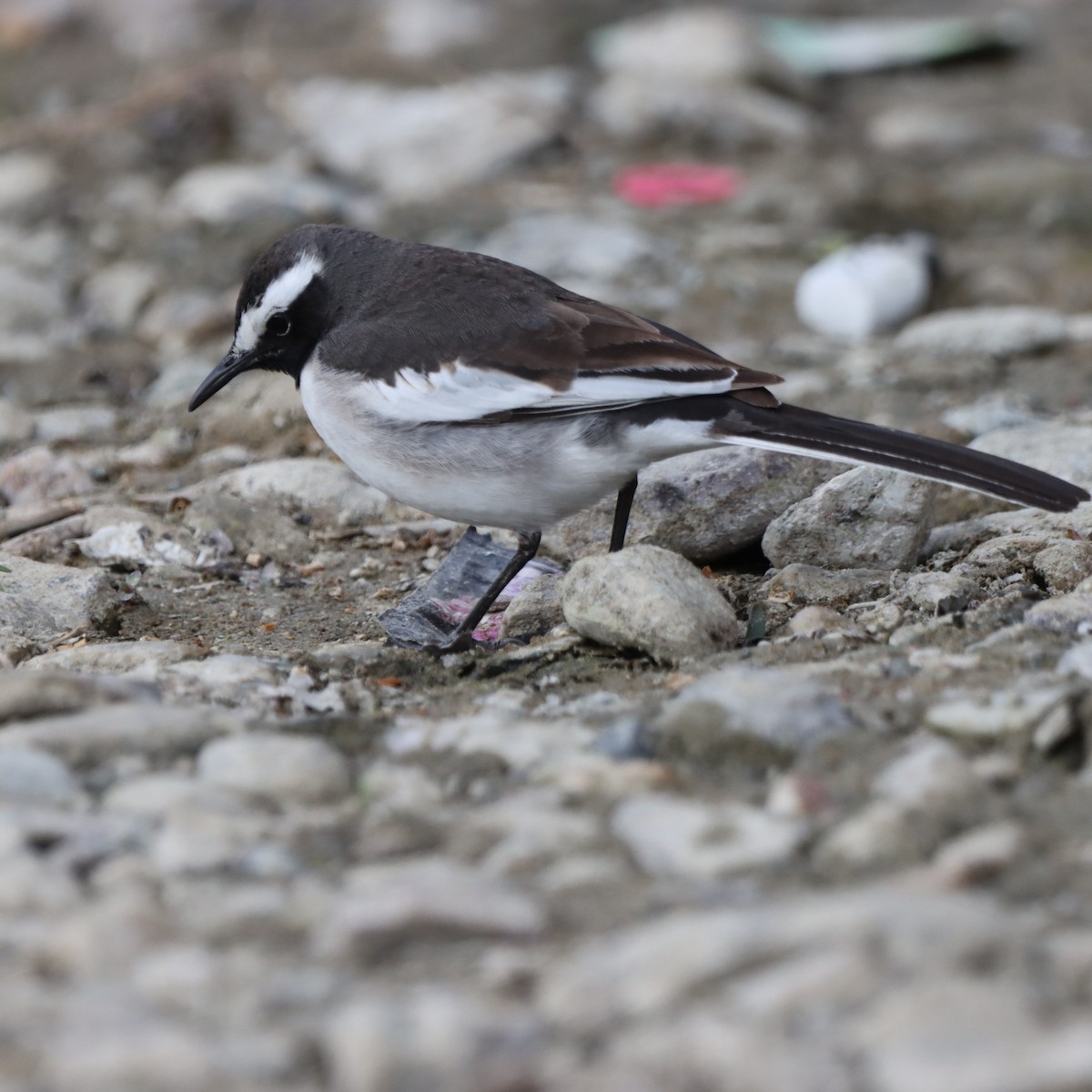 konipas indický - ML647224929