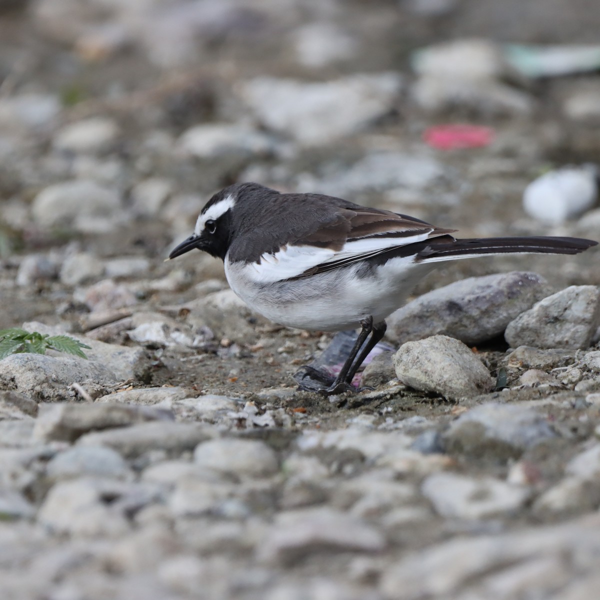 konipas indický - ML647224932