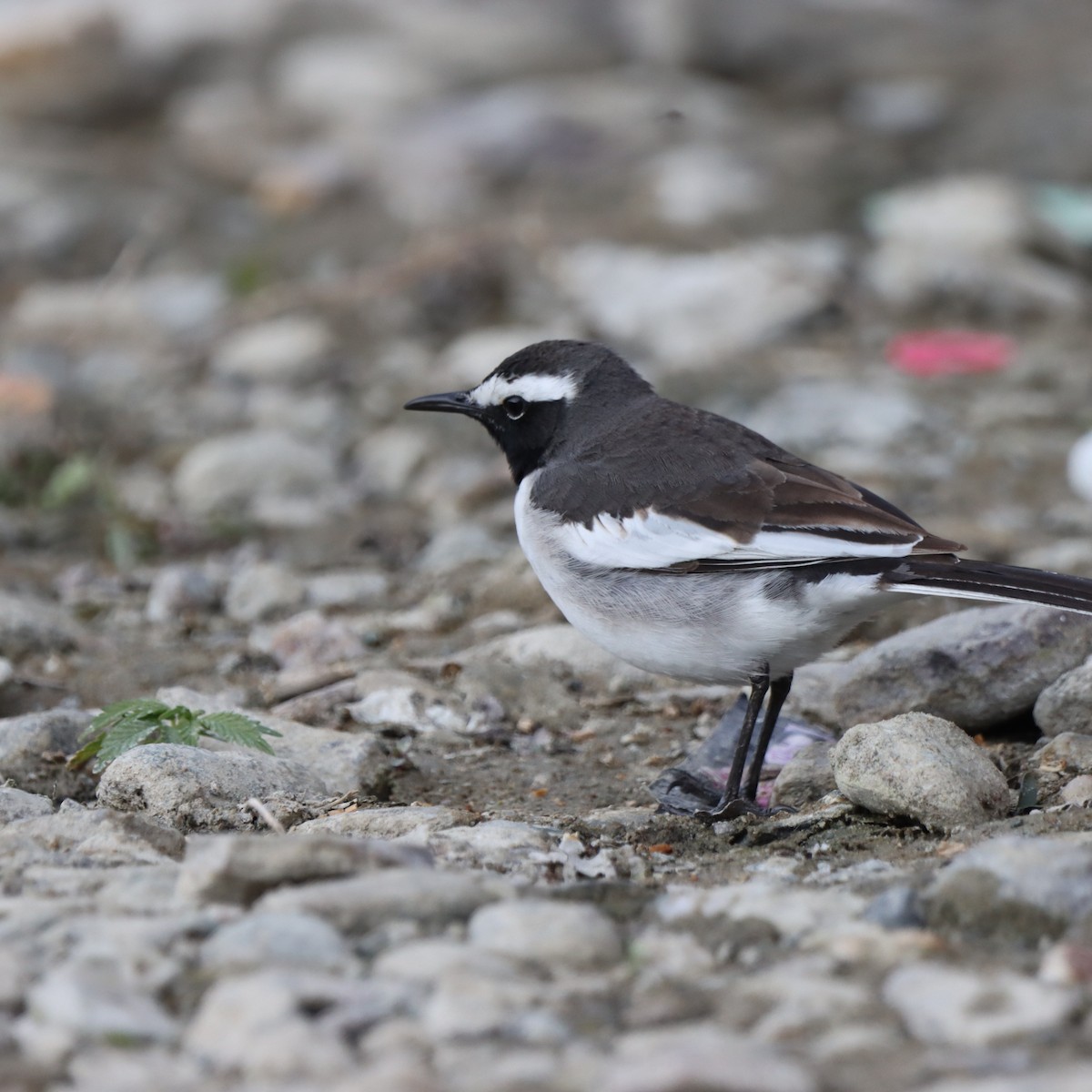 konipas indický - ML647224934