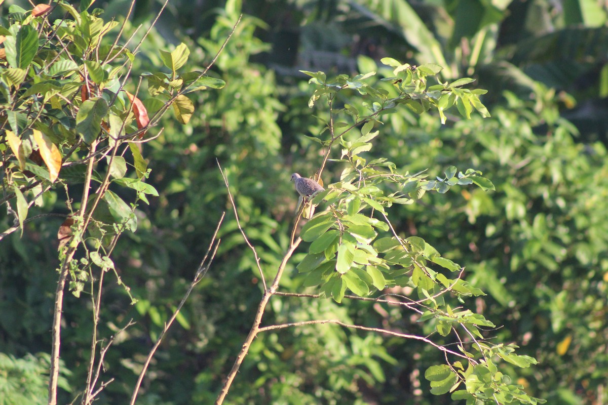 Spotted Dove - ML647224959