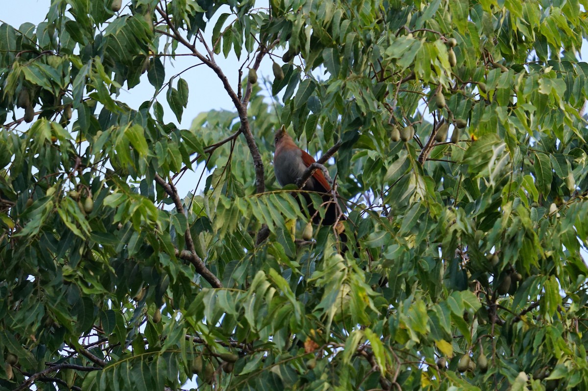 Common Squirrel-Cuckoo - ML647224960