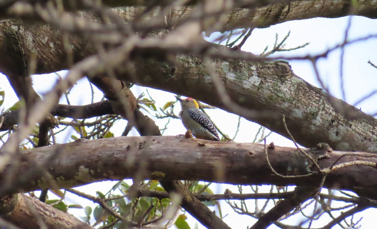 Hoffmann's Woodpecker - ML647224967