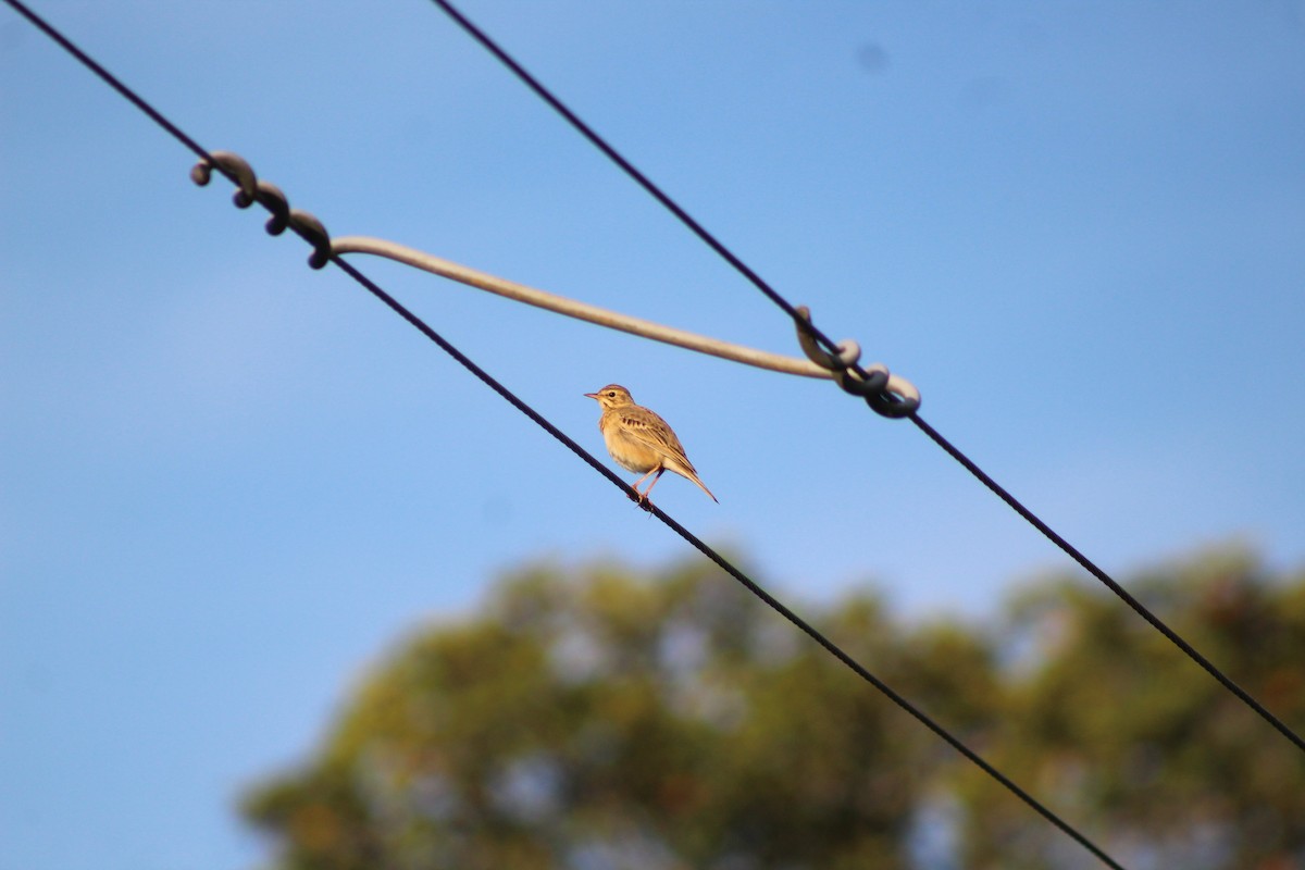 Paddyfield Pipit - ML647224970