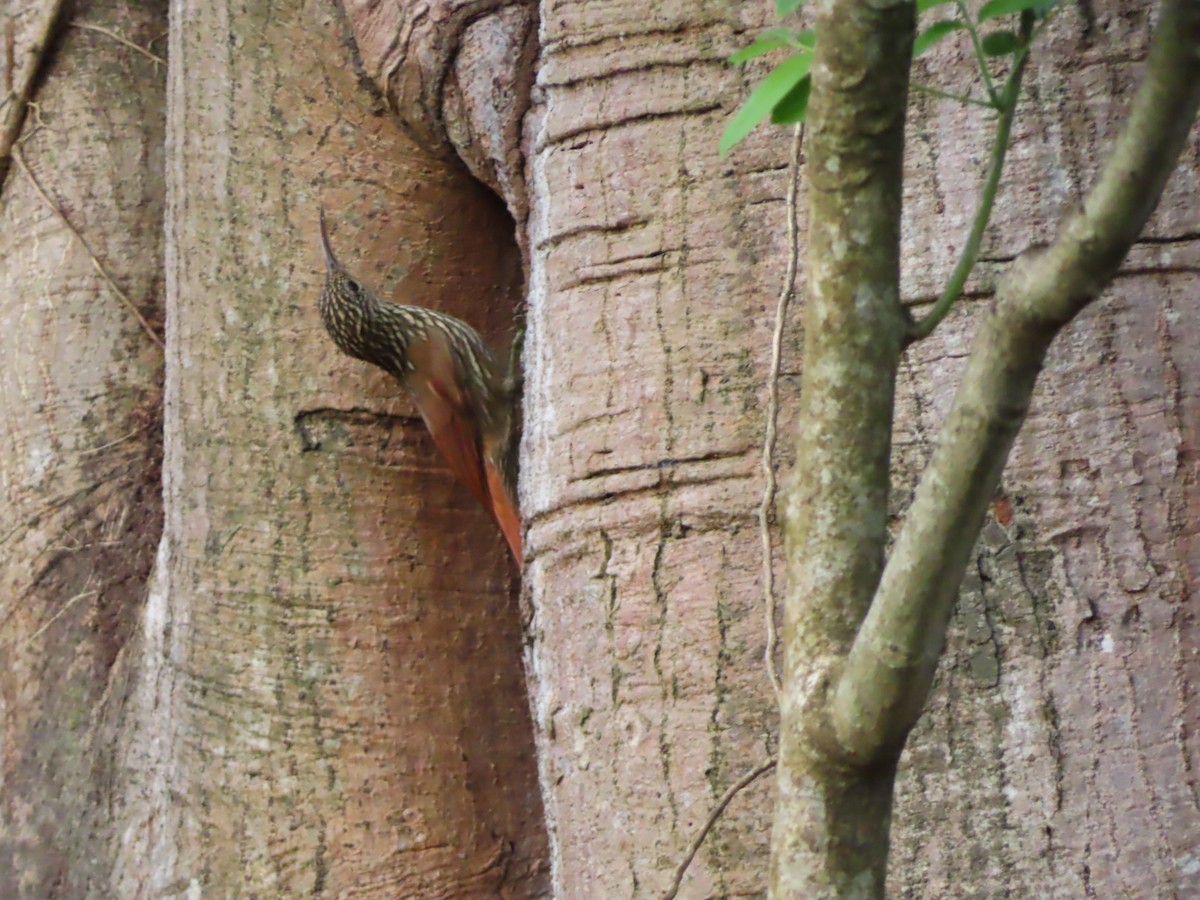 Streak-headed Woodcreeper - ML647224971