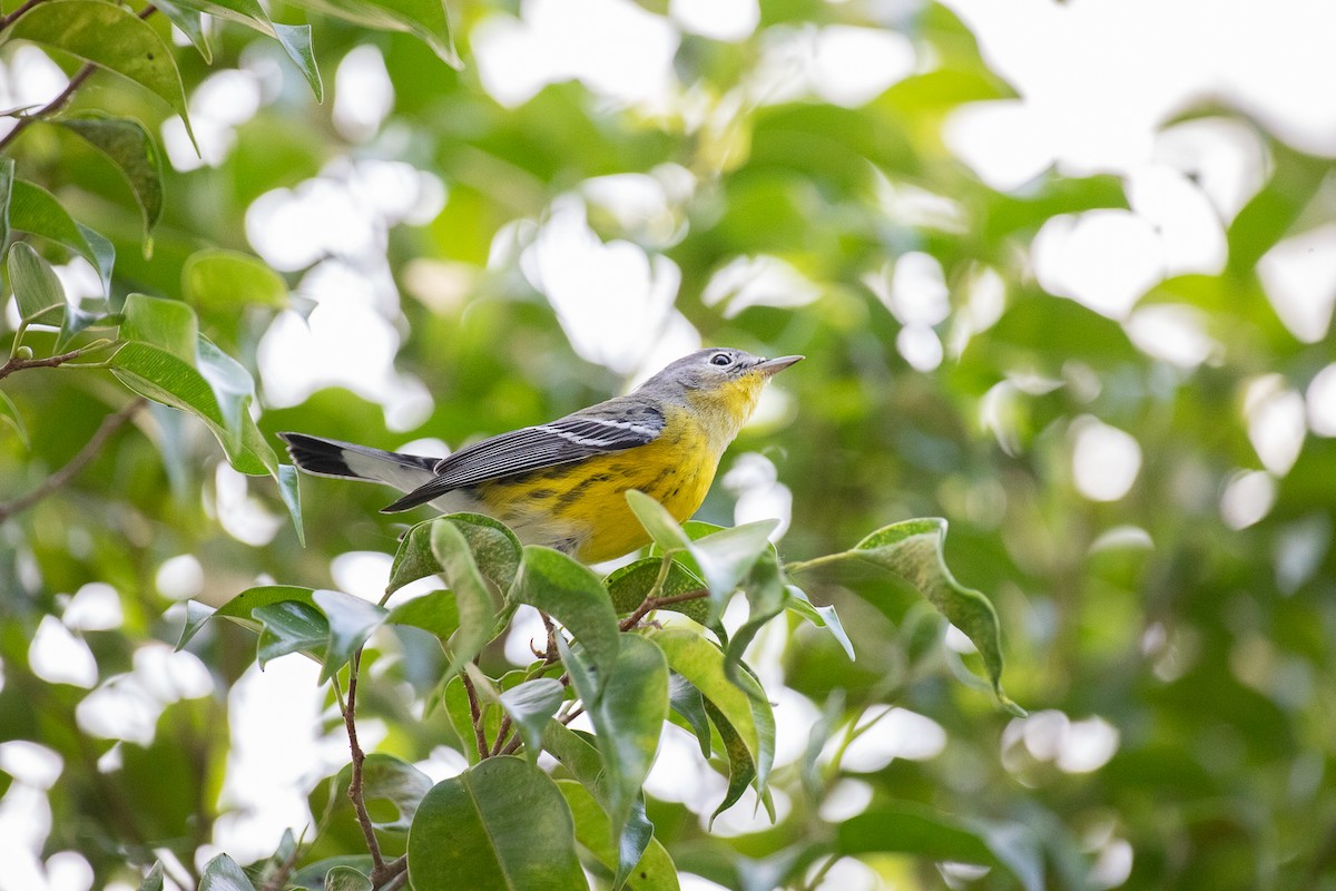 Magnolia Warbler - ML647224972