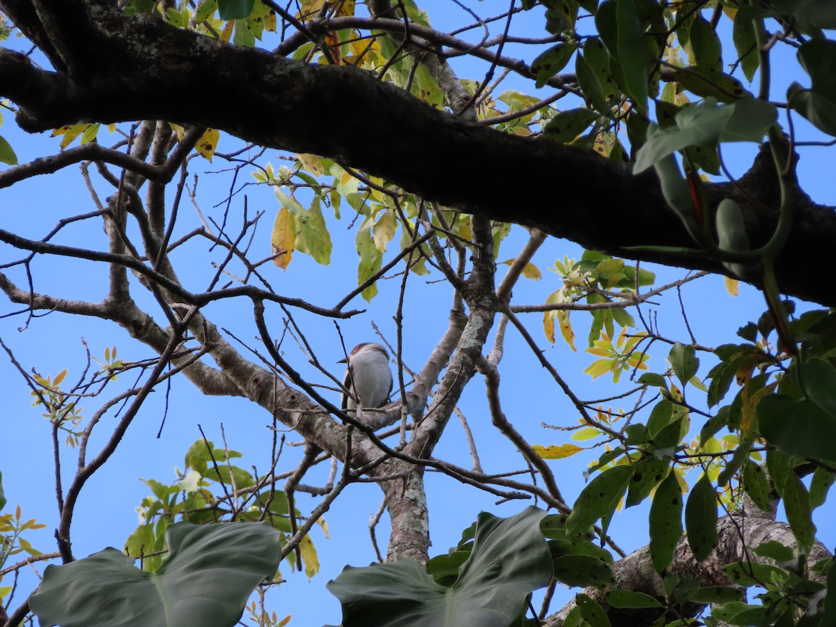 Masked Tityra - ML647224978