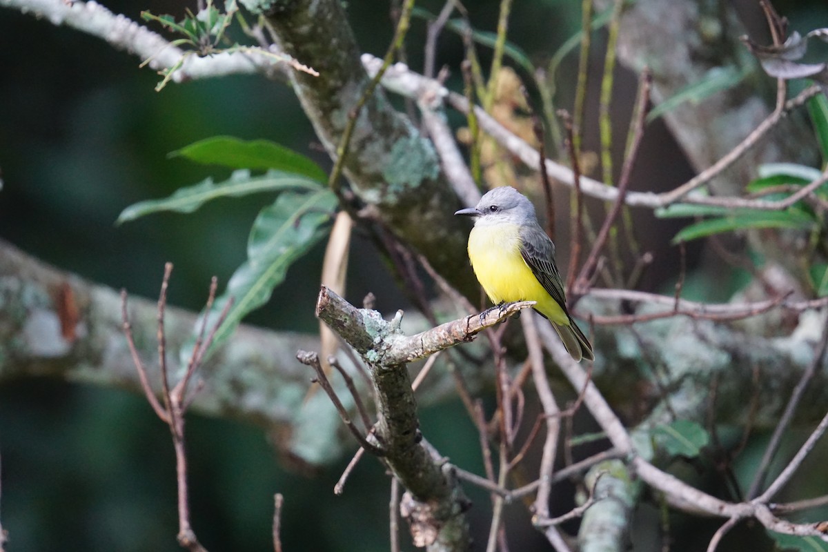 Tropical Kingbird - ML647224981