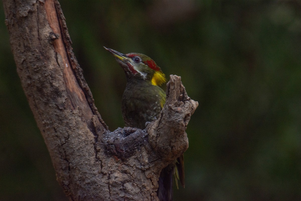 Küçük Sarıense - ML647224984