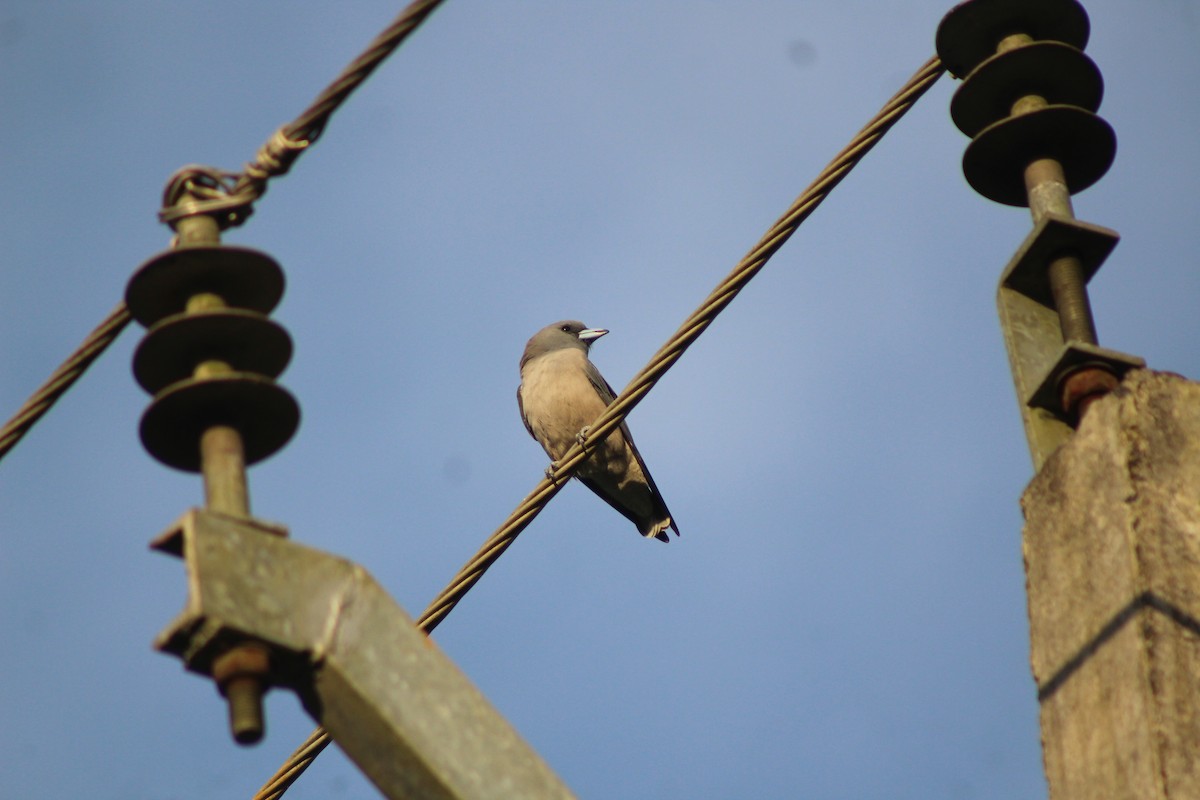 Ashy Woodswallow - ML647224990