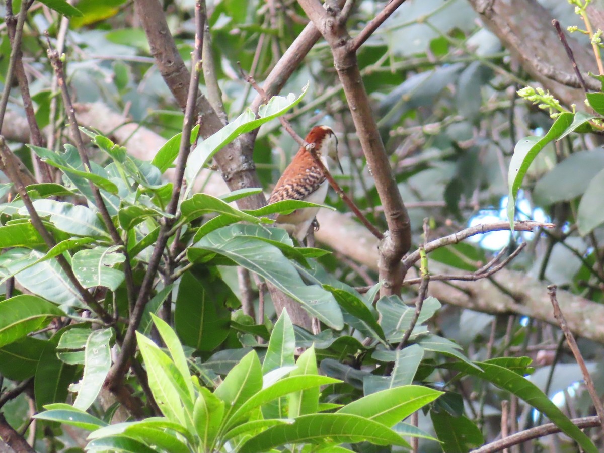 Rufous-backed Wren - ML647224991