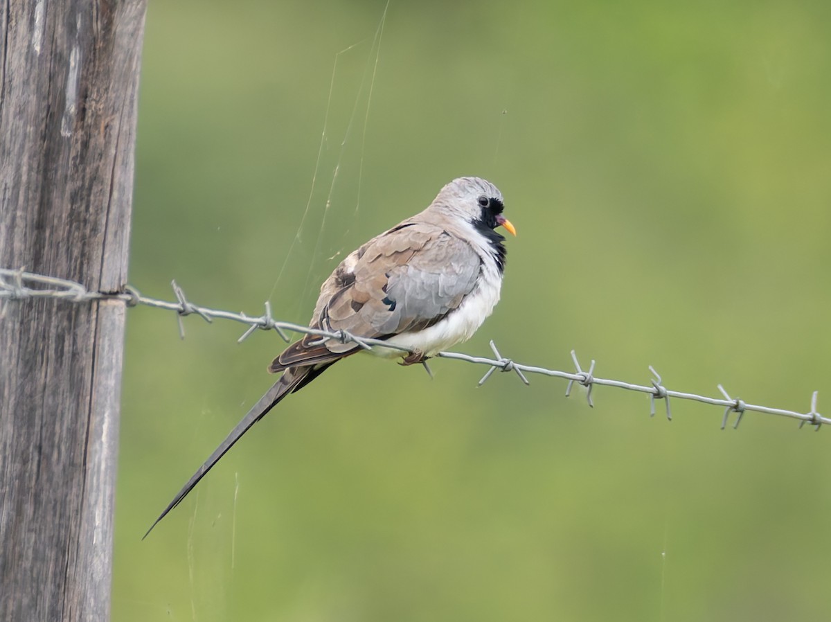 hrdlička kapská - ML647224992