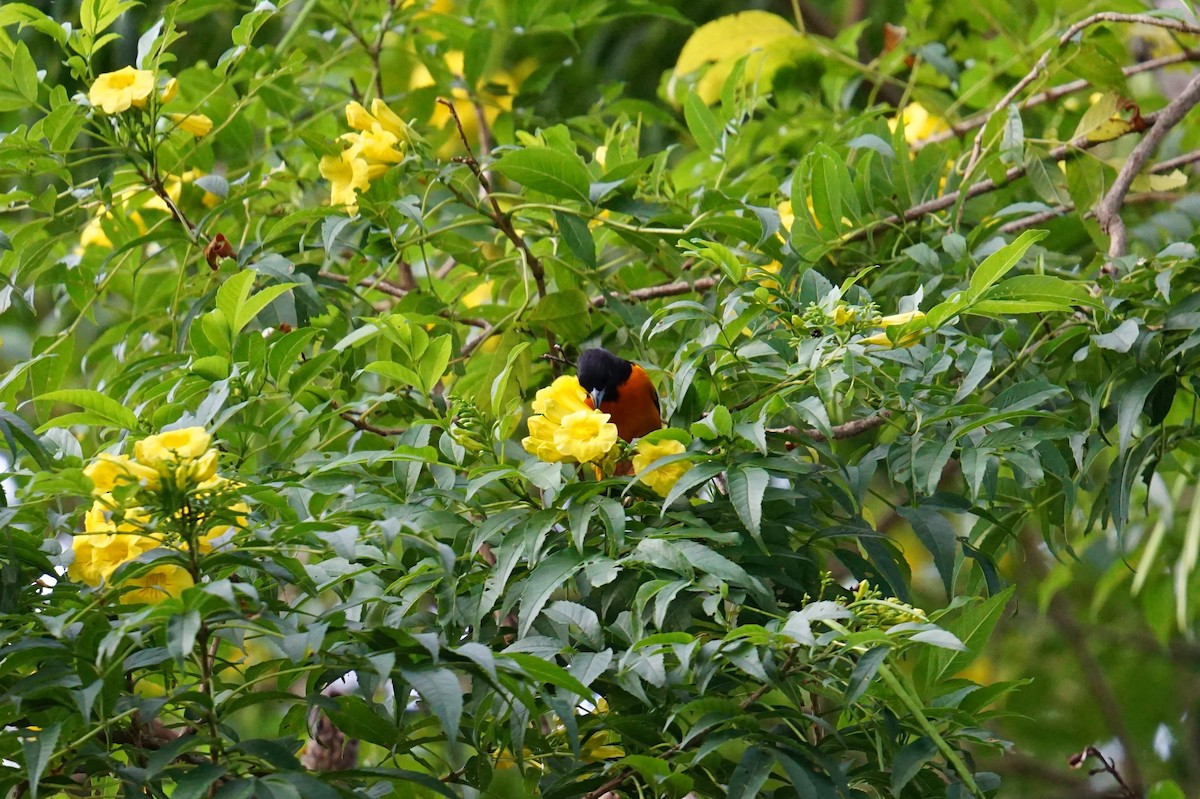 Baltimore Oriole - ML647224993