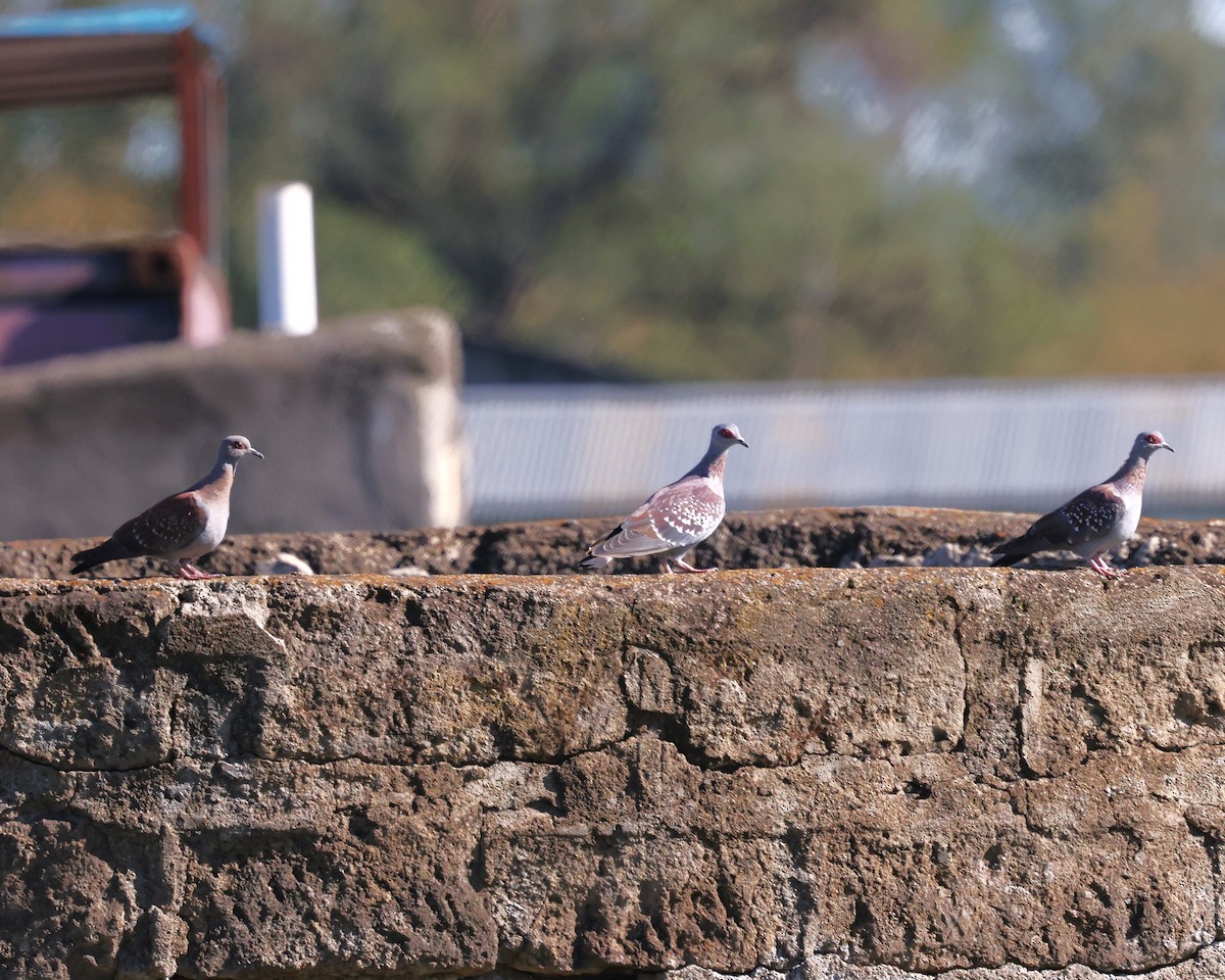 Speckled Pigeon - ML647225007