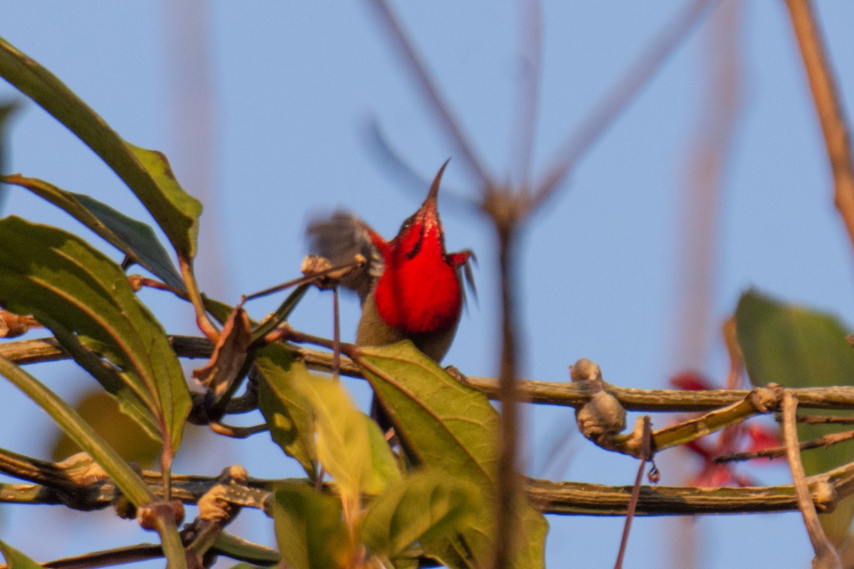 Crimson Sunbird - ML647225014