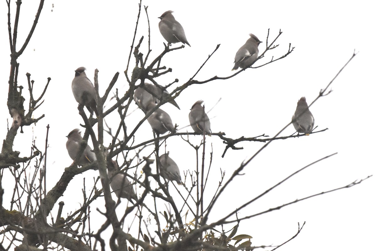 Buztanori boreala - ML647225016